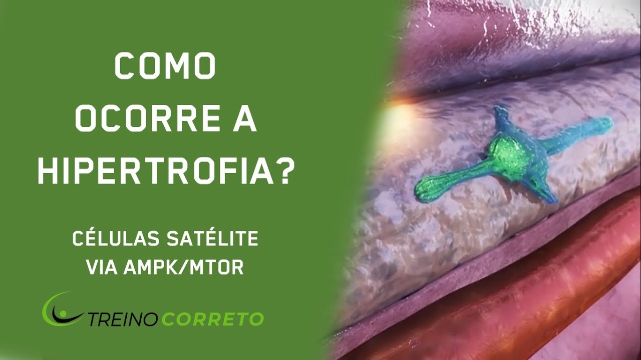 Como Ocorre a Hipertrofia?: Células Satélite e via AMPK mTOR - Treino Correto #71