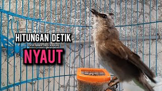 Download lagu trucukan gacor ROPEL PANJANG buat pancingan trucukan agar bunyi JADIKAN burung trucuk gacor EMOSI mp3