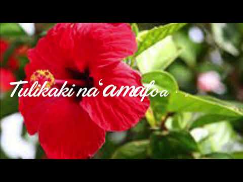 Kakala ko hoto feao Lyrics (Jboi)