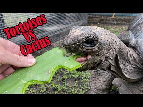 Feeding All my Tortoises Cactus!!