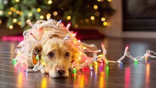 Top 10 Funniest Christmas Commercials of All Time! (Best Christmas Adverts 2018)