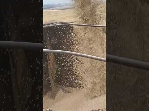 dia 5/11/25 carregamento de cevada continua em Guarapuava PR