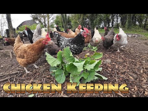 Chicken Keeping Workshop - Image 2