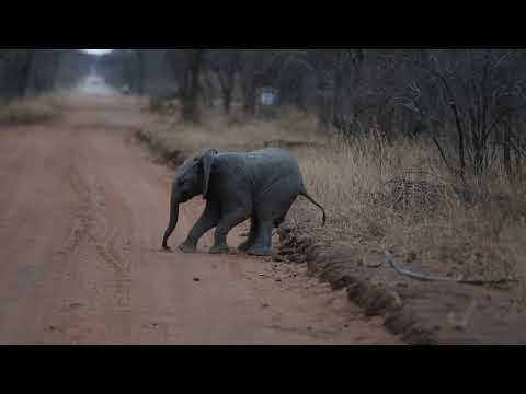 Kapama Clumpsy Elephant Calf