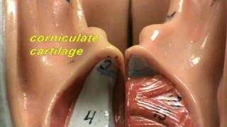 Larynx - Posterior View