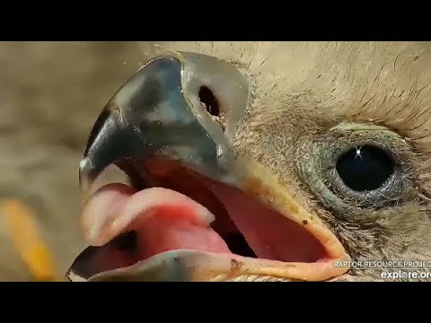 Decorah Eagles ~ STUNNING Close-ups & Detail On Decorah Eaglets!  💕💖💕 4.21.20