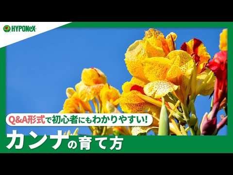 園芸 カンナの種を蒔く方法は?