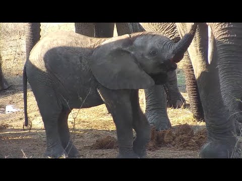 DJUMA: Breeding Herd of Elephants Drink and Rest at Gowrie Dam