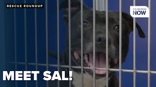 RESCUE ROUNDUP: Overlooked dog at Genesee County shelter seeks forever home