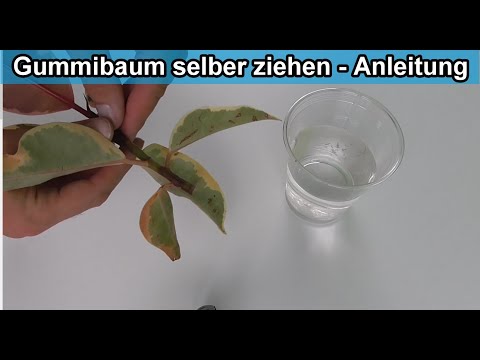 Gummibaum selber ziehen -  Indische Kautschukbaum durch Steckling vermehren – Anleitung