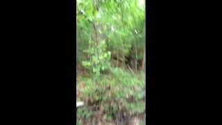 preview picture of video 'Coyotes in Daniels Run Park, Fairfax City, VA'