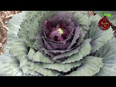 , title : 'How to Collect Cabbage Seed  | Complete Guide from day1 | Seed Collection Episode 4'