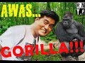 Big Gorillas In Indonesia RAGUNAN