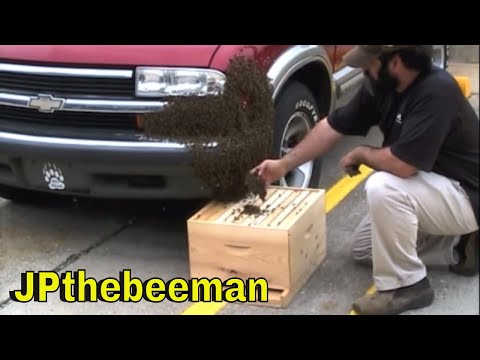 Huge Honey Bee Swarm On Dude's Vehicle