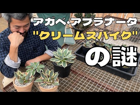 ウォータースパイク植物 植物