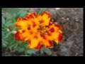 Весенняя сакура цветы Рига приятная музыка HD 