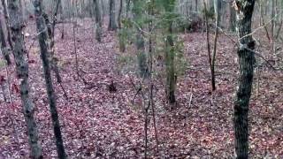 East TN Deer Hunting