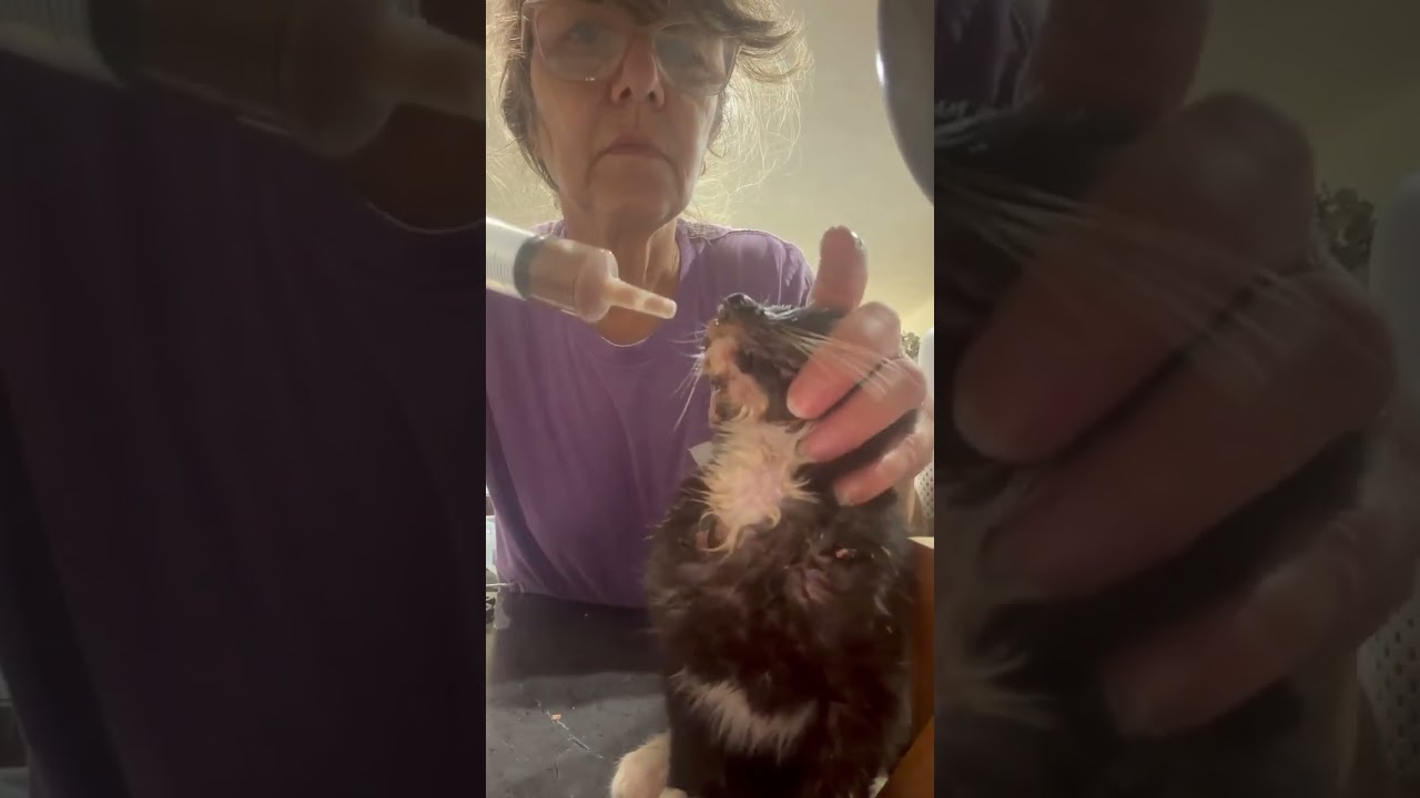 130 Cats Fill Their Bellies video