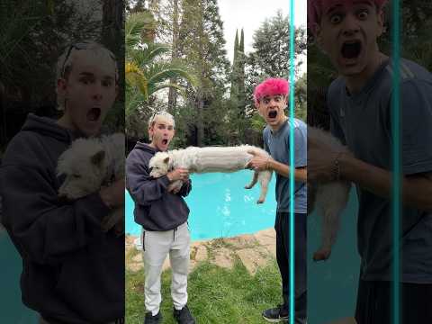 Ahora tengo un perro salchicha😂