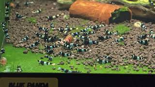 Caridina sp. Blue Shadow Panda