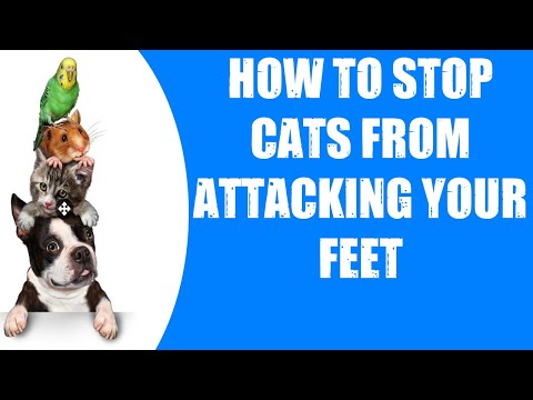 HOW TO STOP CATS FROM ATTACKING YOUR FEET