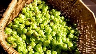 Co  zrobić z chmielowych szyszek - Melarosa #161