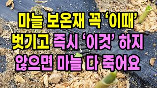 마늘 보온재 꼭 이때 벗기고 즉시 이것 하지 않으면 마늘 다 죽어요