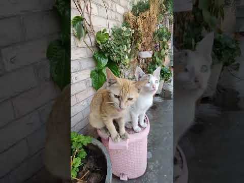 pineapple conure and cats live together