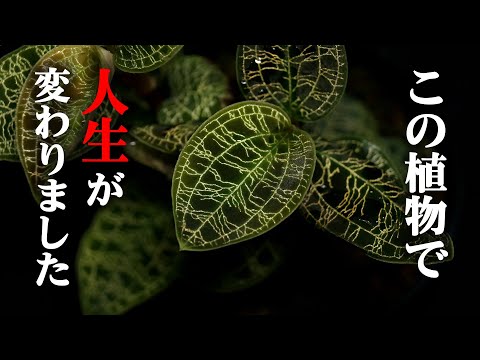 園芸 コメットオーキッド