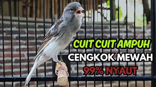Download lagu KENARI GACOR  Cuit CUIT BIRAHI SUARA Kenari MASTERAN TERBAIK UNTUK PANCINGAN & MASTERAN Kenari PAUD mp3