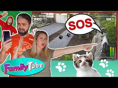 THE CATS DISAPPEAR!!! FamilyTube Web Series