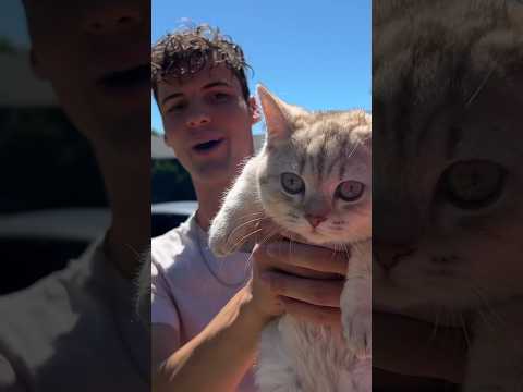 Milo hat oberste Priorität 🤷🏻‍♂️ #Katzen #Katzenliebhaber #lustigeKatzen #Katzensoftiktok #Dating...