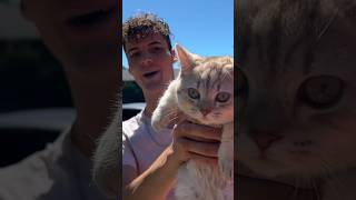 Download lagu Milo is top priority 🤷🏻‍♂️ #cats #catlover #funnycats #catsoftiktok #dating #cat mp3