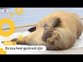 Zorgen om beroemde walrus Freya: 'Laat haar met rust'