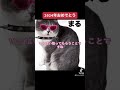 【2024年まるしゃん u0026ここのご挨拶】 猫 猫動画 猫好き 猫好きさんと繋がりたい 猫のいる暮らし cat ネコ 2024