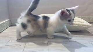 マンチカンの動画01