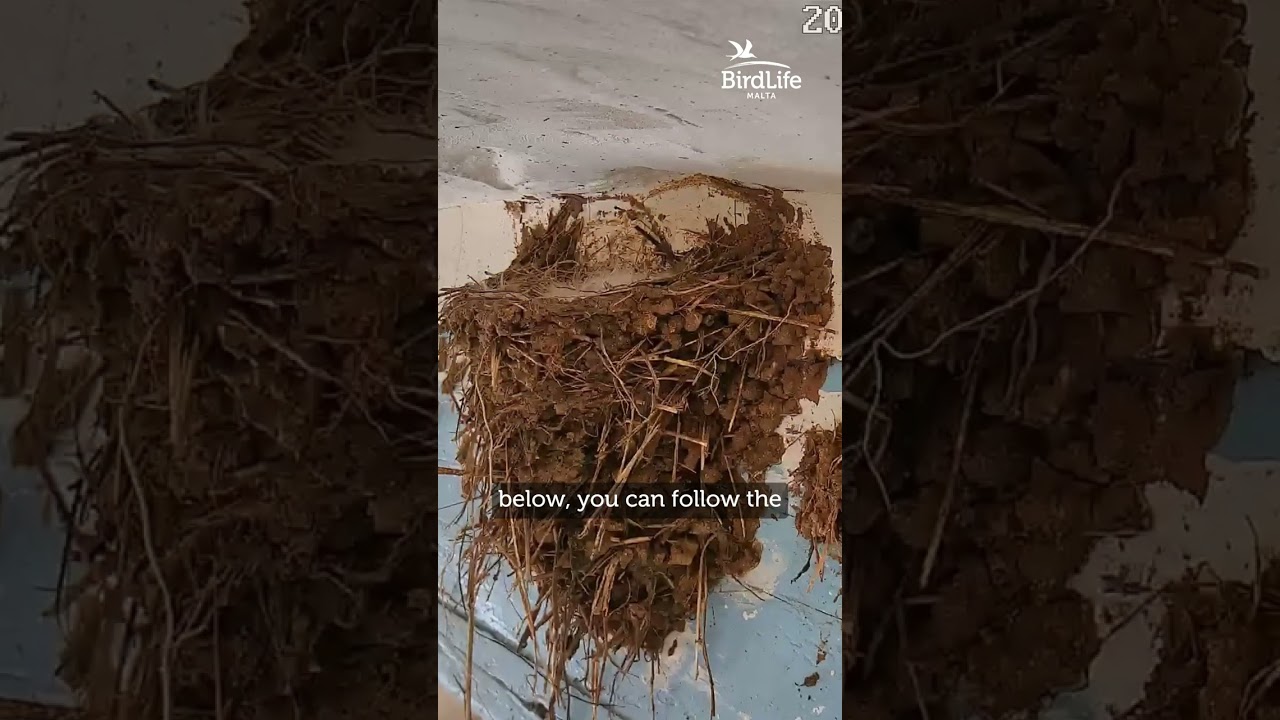 Barn Swallow nest cam