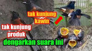 Download lagu menaikkan birahi murai batu agar cepat kawin || pancingan murai batu agar cepat kawin ❤️ mp3
