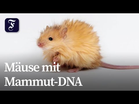 The first step towards reviving the mammoth?