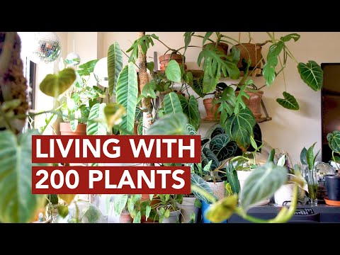 Growing A Jungle In Her Tiny NYC Apartment
