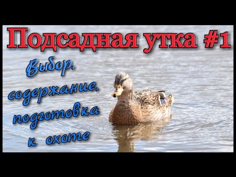 Подсадная утка и охота с ней #1. Выбор утки и её подготовка к охоте. Ногавка для подсадной утки.