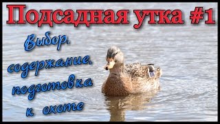 Подсадные утки: содержание и уход в домашних условиях