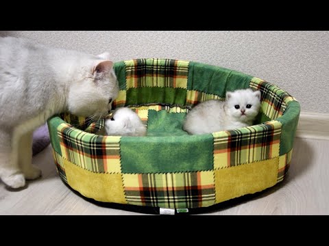 British Silver kitties meet Daddy cat and Scottish Fold aunt cats first time