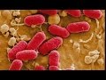 Good Question How Does E Coli Get Into Our Food