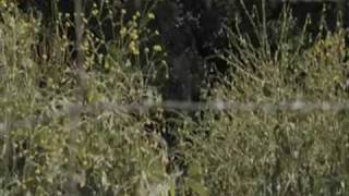 The Boy In Stryped Pyjamas Empire In My Mind - The Wallflowers