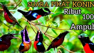 Download lagu SUARA PIKAT BURUNG KONIN RIBUT PALING AMPUH... mp3