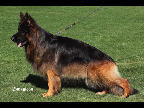 #BSZS2022 - Yakari vom FREESE LAND