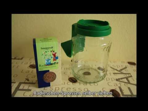 Sprossen selber ziehen - Radieschen