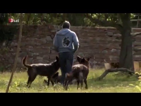 Leben mit Wölfen - Dokumentation zweier Menschen, die über Jahre hinweg Wolfsrudel beobachteten.