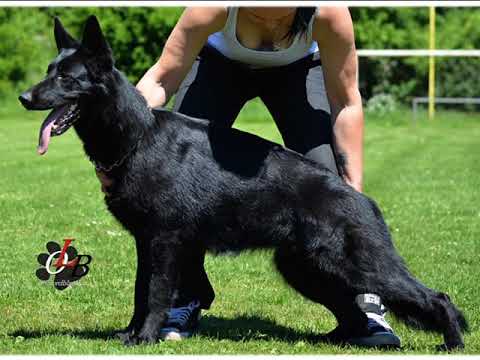 Queeny Orrylordblack (4 years 10 months) Protection 1/2021